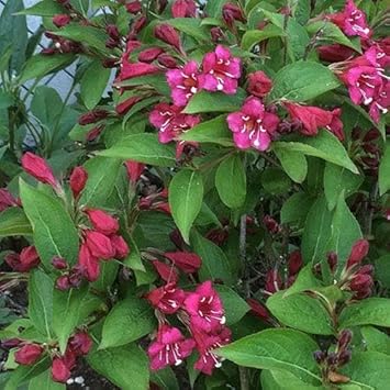 Weigela Seeds for Planting – Organic, Heirloom, Non-GMO Flowering Shrub Seeds