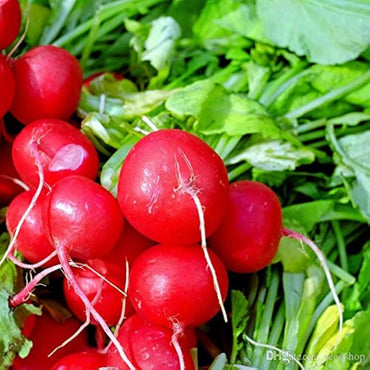 Radish Imported Scarlet Red Globe Vegetable Seeds