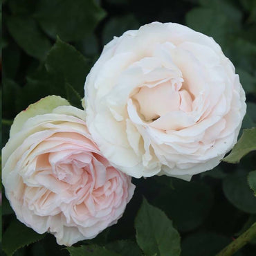 Rose Mixed Rose Flower Seeds
