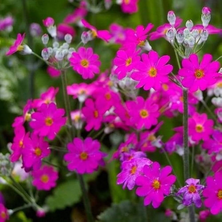 Heirloom Non-GMO Primula Malacoides Flower Seeds – Colorful Blooming Annuals