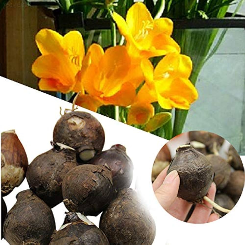 Yellow sunrise amaryllis Hippeastrum hybridum flower seeds for planting in home pots or patio containers