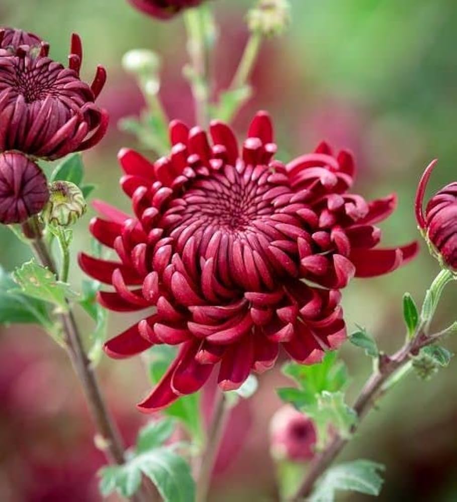 Chrysanthemum Burgundy Perennial Flower Seeds