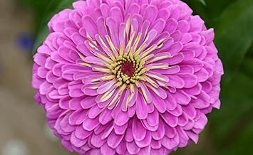 Lavender Zinnia Flower Seeds for Planting – Non-GMO, Heirloom, Vibrant Garden Blooms