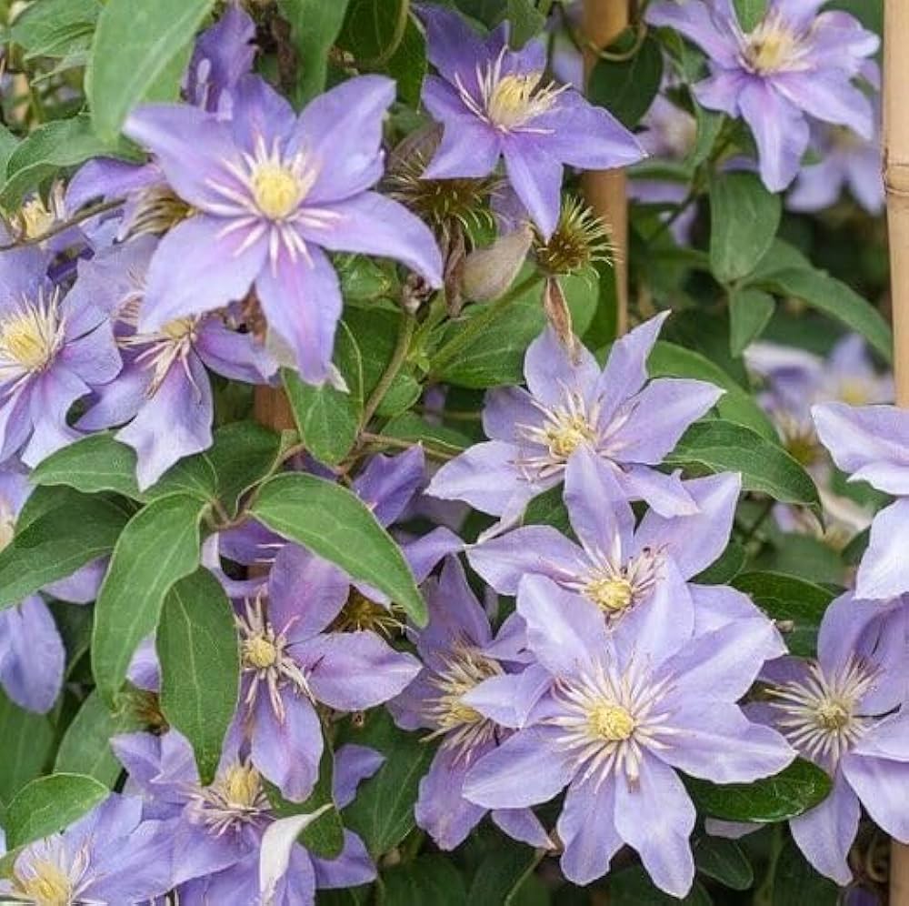 Clematis Baby Blue seeds for planting – perennial climbing plant seeds with pale blue star-shaped flowers, suitable for trellises, fences, and garden arches