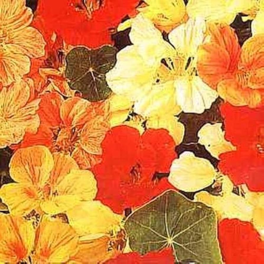 Nasturtium Whirlybird Series mix seeds for colorful trailing garden flowers