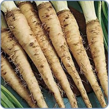 Brown Mammoth or Salsify Vegetable Seeds for Planting – Heirloom, Non-GMO Seeds for Home Garden