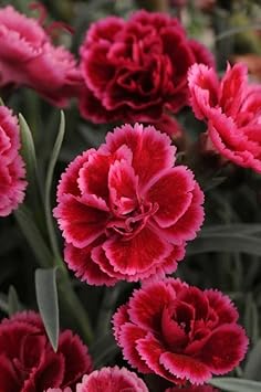 Heirloom Non-GMO Maroon Dianthus Flower Seeds for Garden Planting – Rich-Colored Fragrant Blooms
