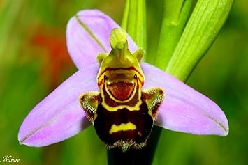 Heirloom Non-GMO Bee Ragwort Flower Seeds for Garden Planting – Pollinator-Friendly Wild Blooms