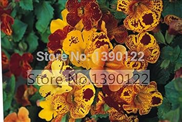 Mixed Mimulus Seeds for Planting – Organic, Heirloom, Non-GMO Flower Seeds