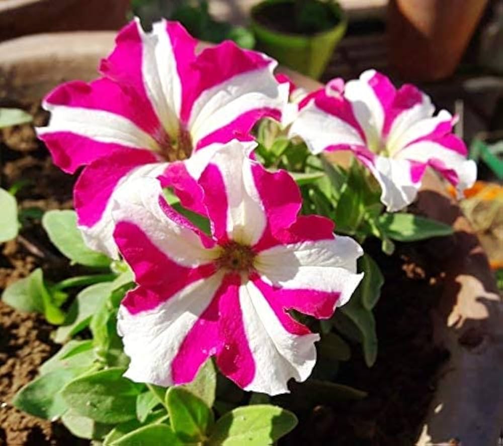 Petunia Double Leaves Perennial Flower Seeds