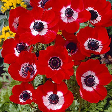 Coronaria Hollandia Red Bulbs