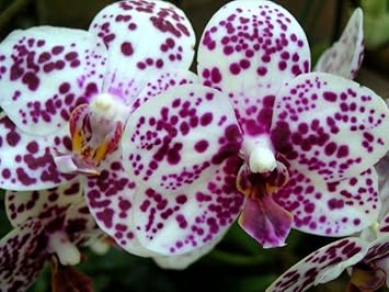 White Purple Phalaenopsis Orchid Flower Seeds – Heirloom, Non-GMO Seeds for Planting