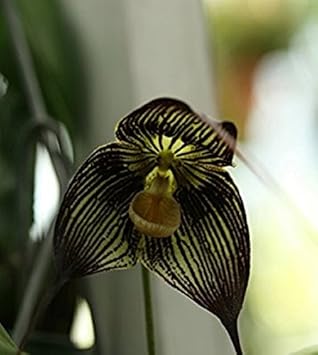 Black Dracula Flower Seeds 100 pcs