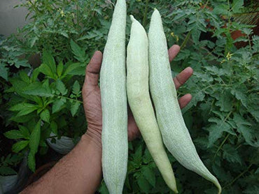 Snake Gourd Chachinda Vegetable Seeds