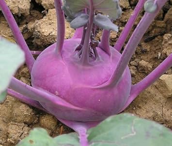 Purple Kohlrabi Vegetable Seeds for Planting - heirloom & Non-GMO garden Seeds