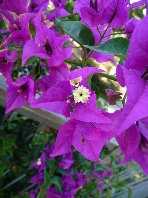 Violet Bougainvillea flower seeds for planting – Heirloom and Non-GMO Garden seeds