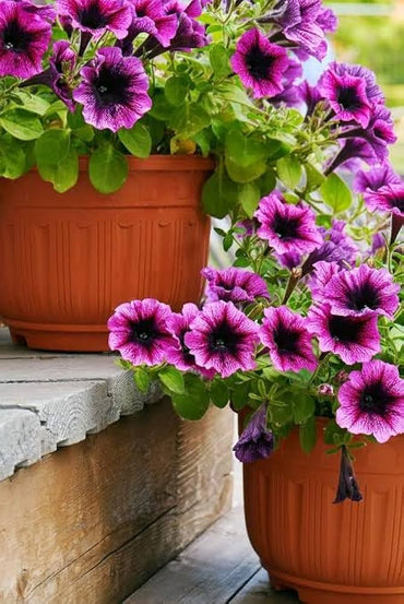 Petunia flower Petunia hybrida seeds for planting in mixed color garden pots or balcony containers