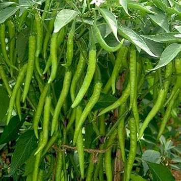 Chilli Seeds for Gardening, 100 pcs