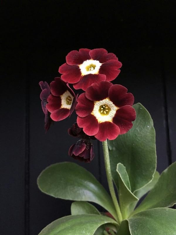 Europa Primula Acaulis Primrose Flower Seeds