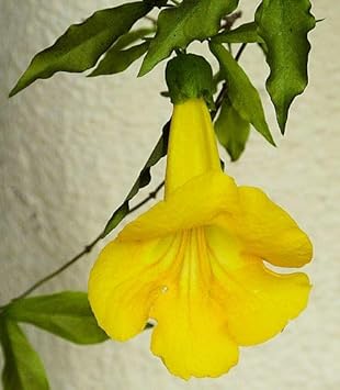 Macfadyena Unguis Flower Seeds – Heirloom Non-GMO Seeds for Climbing Garden Vines