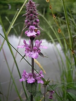 Marsh Woundwort Purple Flower Seeds – Organic, Heirloom, Non-GMO Seeds for Planting