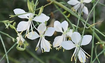 Gaura Whirling Mariposas Seeds for Planting – Organic, Heirloom, Non-GMO Flower Seeds