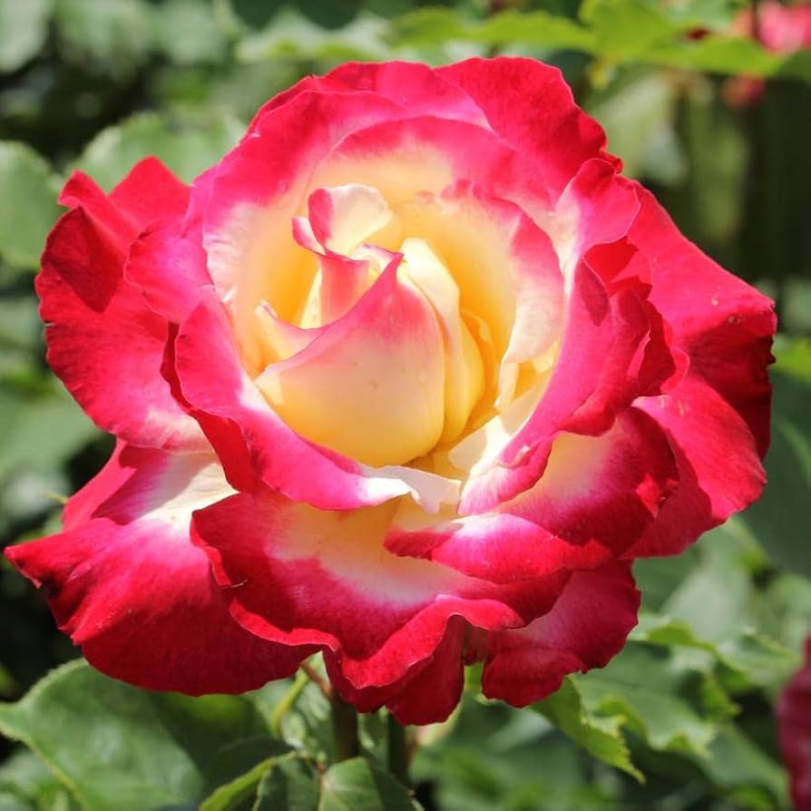 Two-tone rose Rosa spp. white heart pink side flower seeds for planting in backyard garden or balcony pots