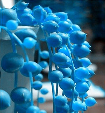 Heirloom Non-GMO Pearl Chlorophytum Herb Seeds – Easy-Grow Indoor Plant Seeds