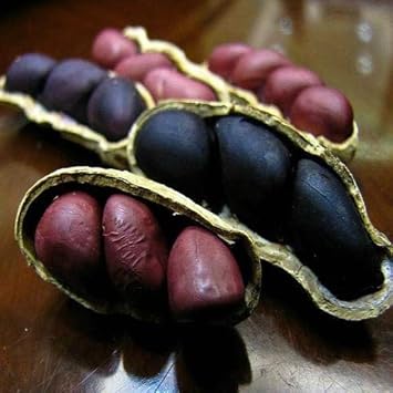 Peanut Vegetable Seeds for Planting – Black Brown Shell Variety 100 pcs