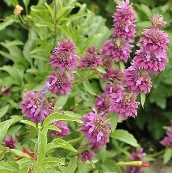 Monarda Hybrida Seeds for Planting – Organic, Heirloom, Non-GMO Flower Seeds