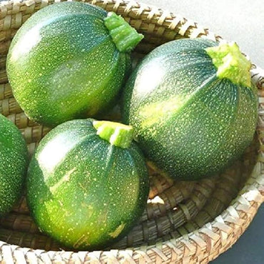 Italian zucchini Cucurbita pepo round heirloom vegetable seeds for planting in kitchen garden or outdoor beds