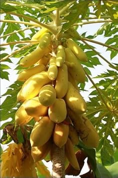 Mouse Melon Fruit Seeds - Small and Unique Melons for Your Garden 100 pcs