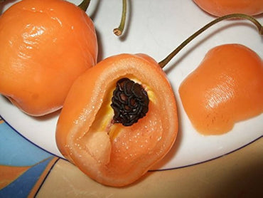 Orange Manzano Pepper Capsicum Pubescens Vegetable Seeds for Planting in Home Garden and Containers