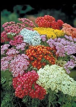 Organic Mixed Achillea Flower Seeds for Planting – Heirloom, Non-GMO
