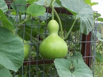 Green Lagenaria Siceraria Plant Seeds for Planting - Gourd Lovers, Heirloom & Non-GMO Seeds
