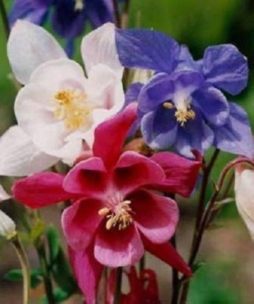 Aquilegia Mixed-Color Perennial Flower Seeds for Home and Garden Planting