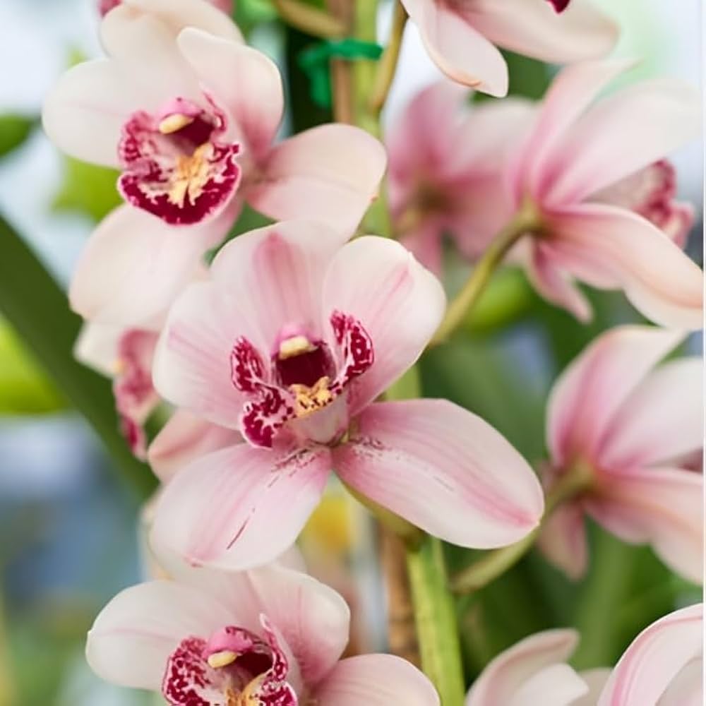 White Cymbidium Elegant Orchid Flower Seeds