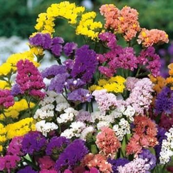 Limonium Flower Seeds Heirloom Non GMO Planting - 100
