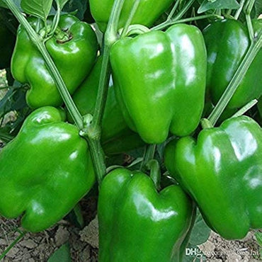 Classic – Bell Pepper Seed