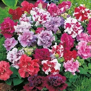 Double Petal Petunia Flower Seeds – Compact Variety