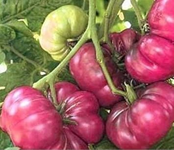 Purple Calabash Vegetable Seeds for Planting heirloom & Non-GMO Seeds