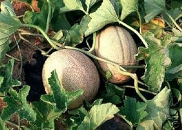 Minnesota Canteloupe Fruit Seeds - 25pcs, Hardy Melon Seeds for Cooler Regions 100 pcs