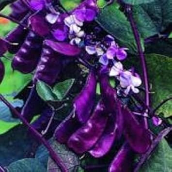 Purple Bean Vegetable Seeds for Planting - 100 pcs