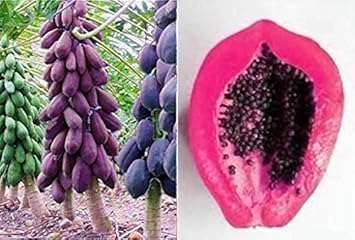 Mixed Papaya Fruit Seeds for Planting - Rare Seedless Variety with Tangy-Sweet Taste