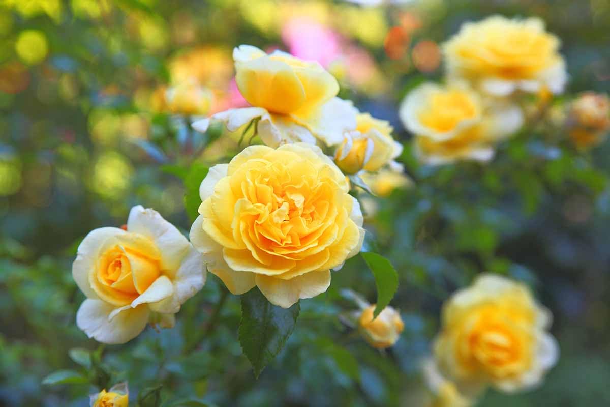 Climbing Rose Yellow Perennial Flower Seeds
