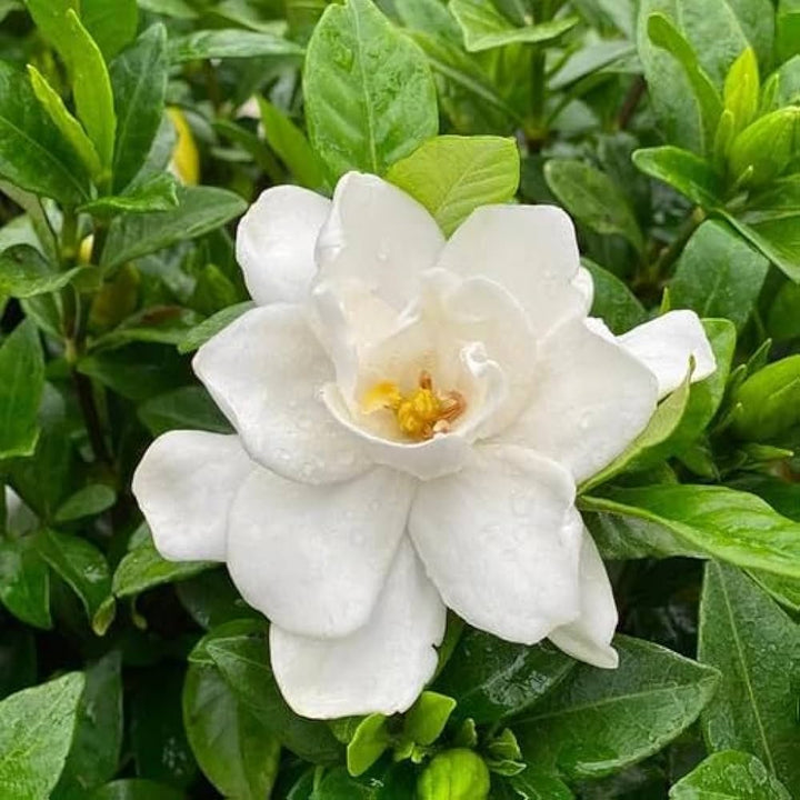White Gardenia Jasminoides Flower Seeds for Planting | Heirloom, Non-GMO, Organic Seeds