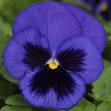 Pansy flower Inspire Blue Velvet seeds for long-lasting annual garden color