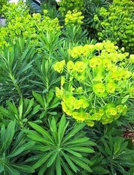 Mediterranean Spurge Flower Seeds – Heirloom Non-GMO Seeds for Drought-Tolerant and Ornamental Planting