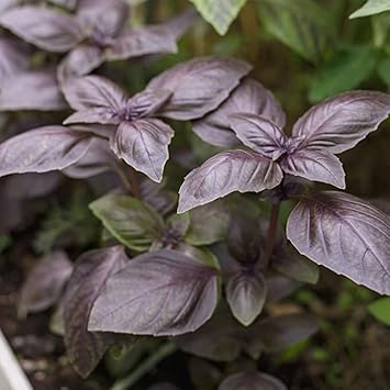 Basil Vegetable Seeds for Planting - 100 pcs