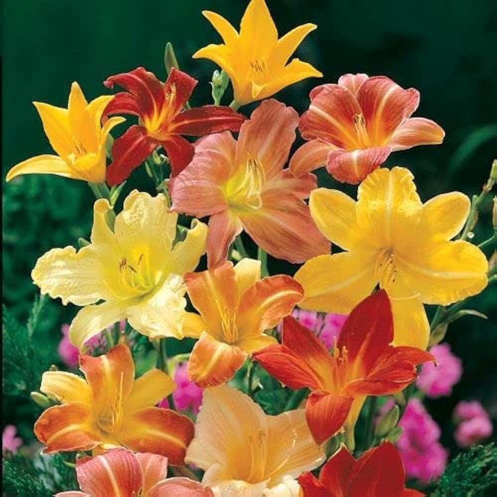 Tawny Daylily Mixed Colors Hybrid Hemerocallis Flower - for planting in home garden